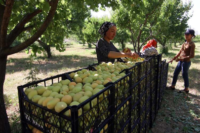 Iğdır'ın "şalak" kayısısında üretim 45 bin tona ulaştı