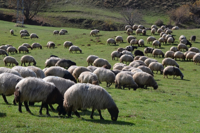 Hayvancılık destekleri artırıldı